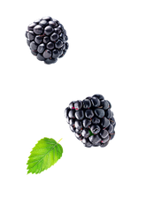 Fruit 1