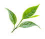 EGCG