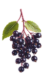 Elderberry