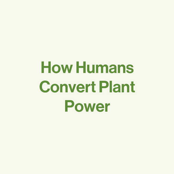 How Humans Convert Plant Power