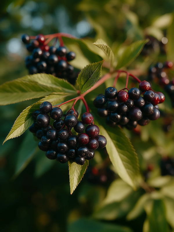 Black Cherry Benefits: Why This Fruit Belongs in Your Anti-Inflammatory Routine