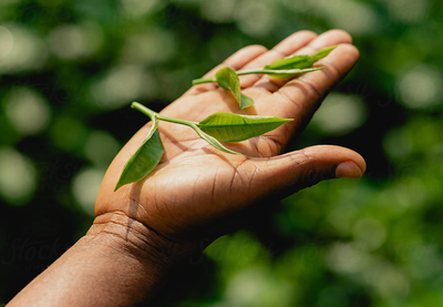 White Tea Benefits: 7 Powerful Ways It Boosts Your Health
