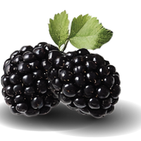 Blackberry