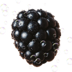 Blackberry