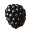 Blackberry