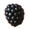 Blackberry