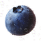Blueberry