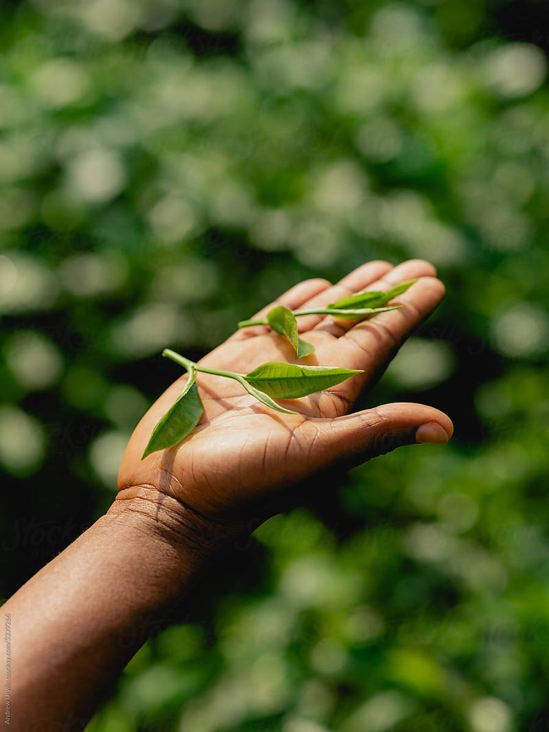 Close-up of a hand holding freshly picked tea leaves against a blurred green background.