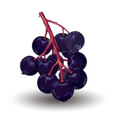 Elderberry on a transparent background.