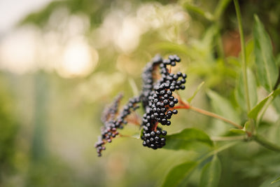 Elderberry