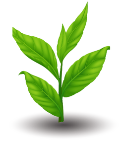 Illustration of a green leaf on a white background