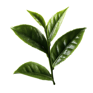 Close-up of a green tea leaf on a white background