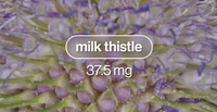 milk thistle